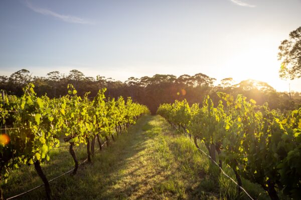 Shiraz 2023 - Image 2