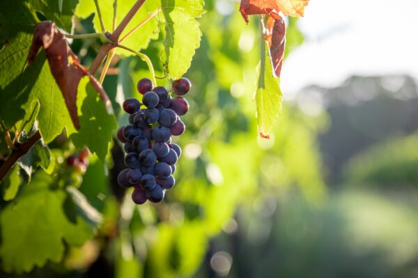 Shiraz 2023 - Image 4